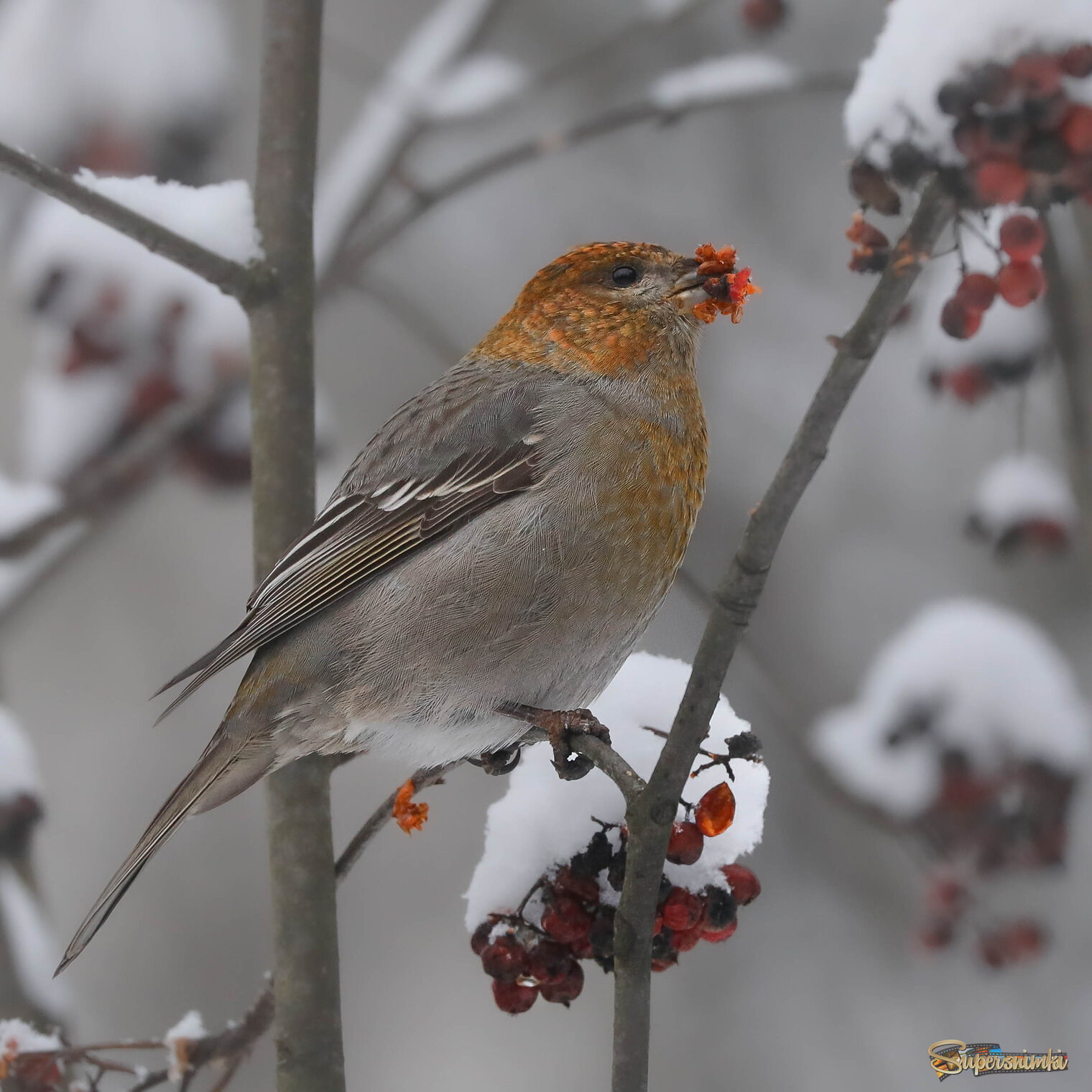 Урожайный год