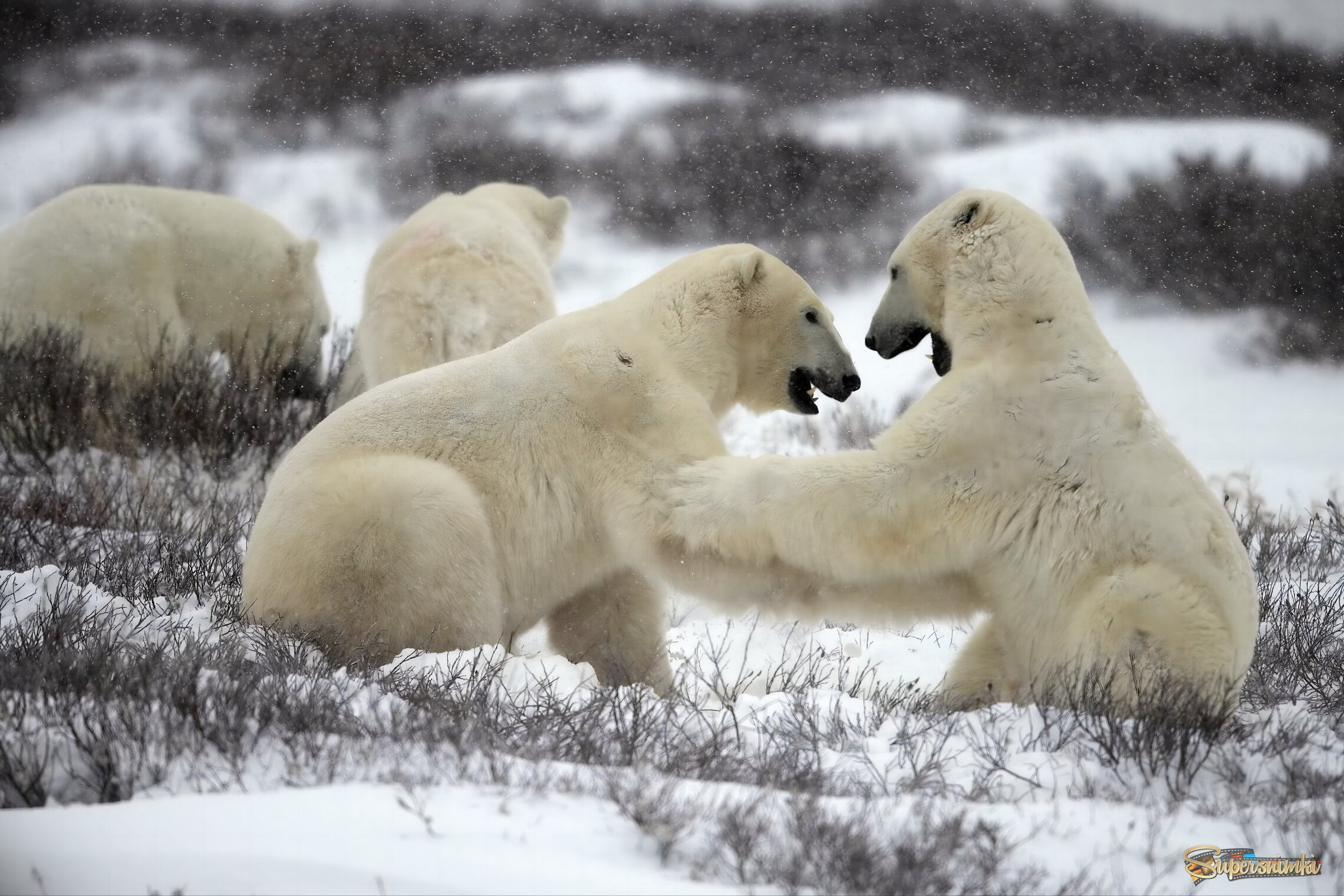 Давай никогда не будем ссориться!
