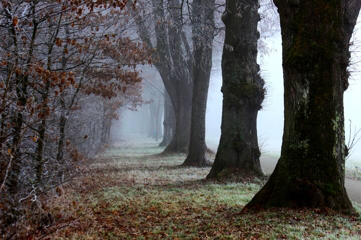 Зимним утром