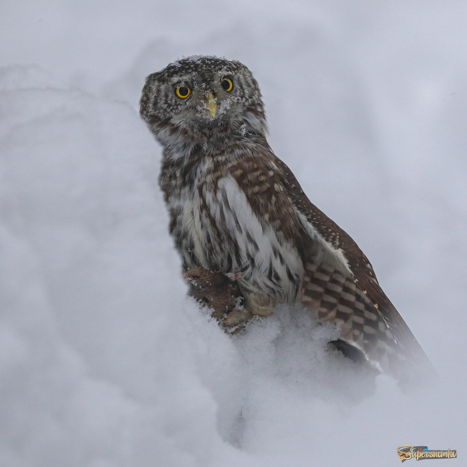 Снежная охота