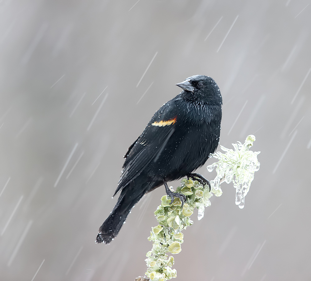 Красноплечий трупиал в Ледяной Дождь