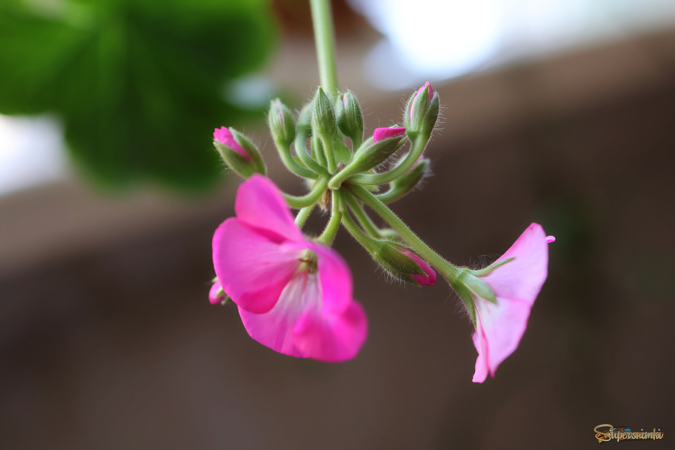 Цветы дома...