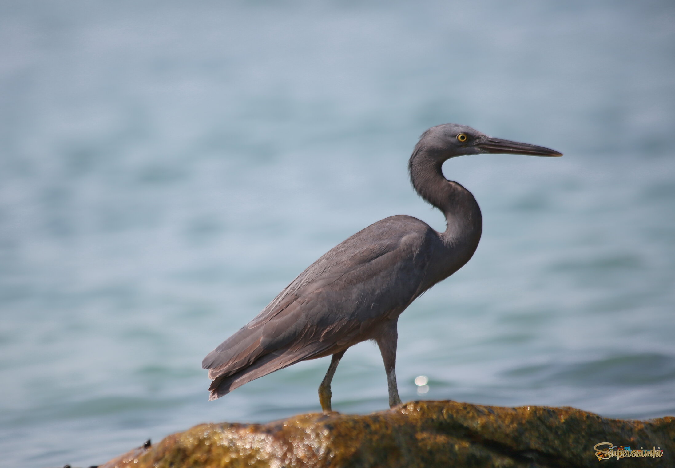 На берегу моря