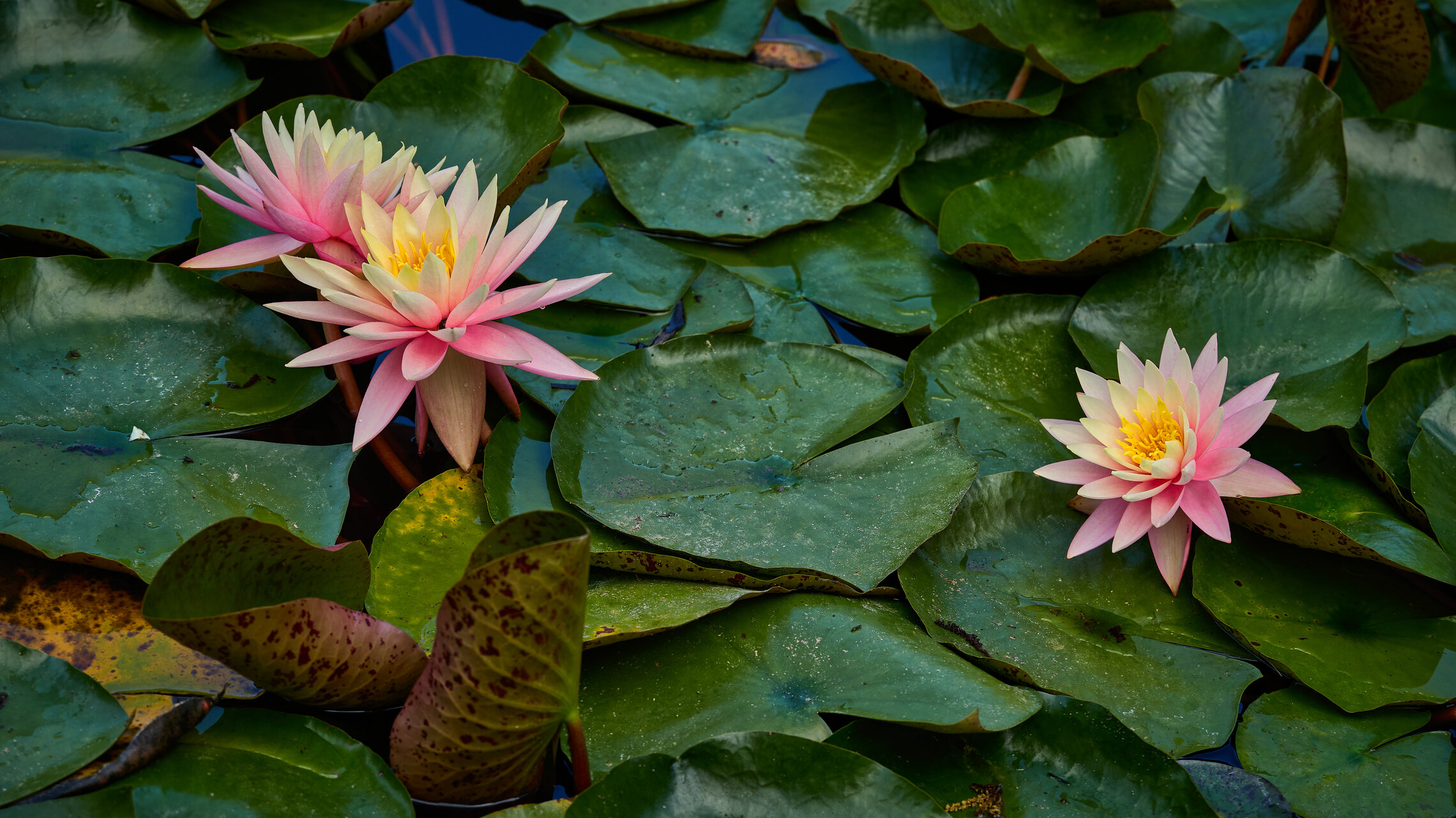 Зелёный мир...