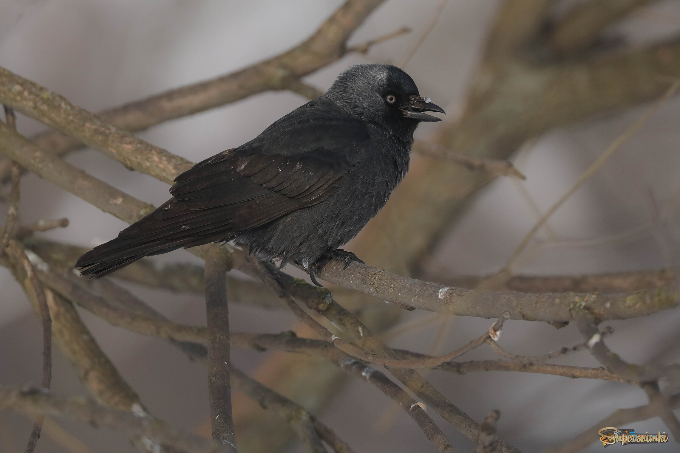 Льдинка на носу