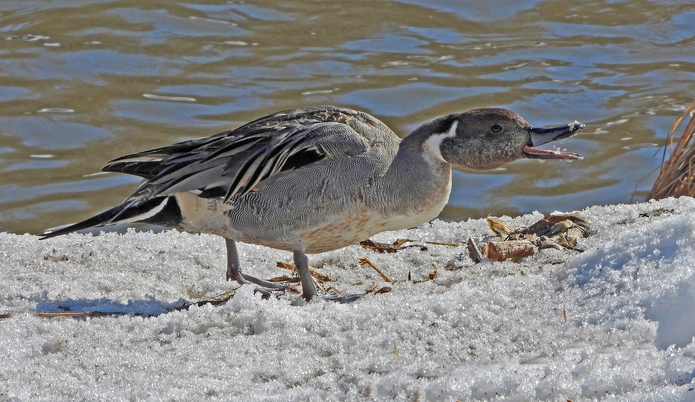 Шилохвость, самец и самка.