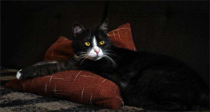 Отдыхать изволят