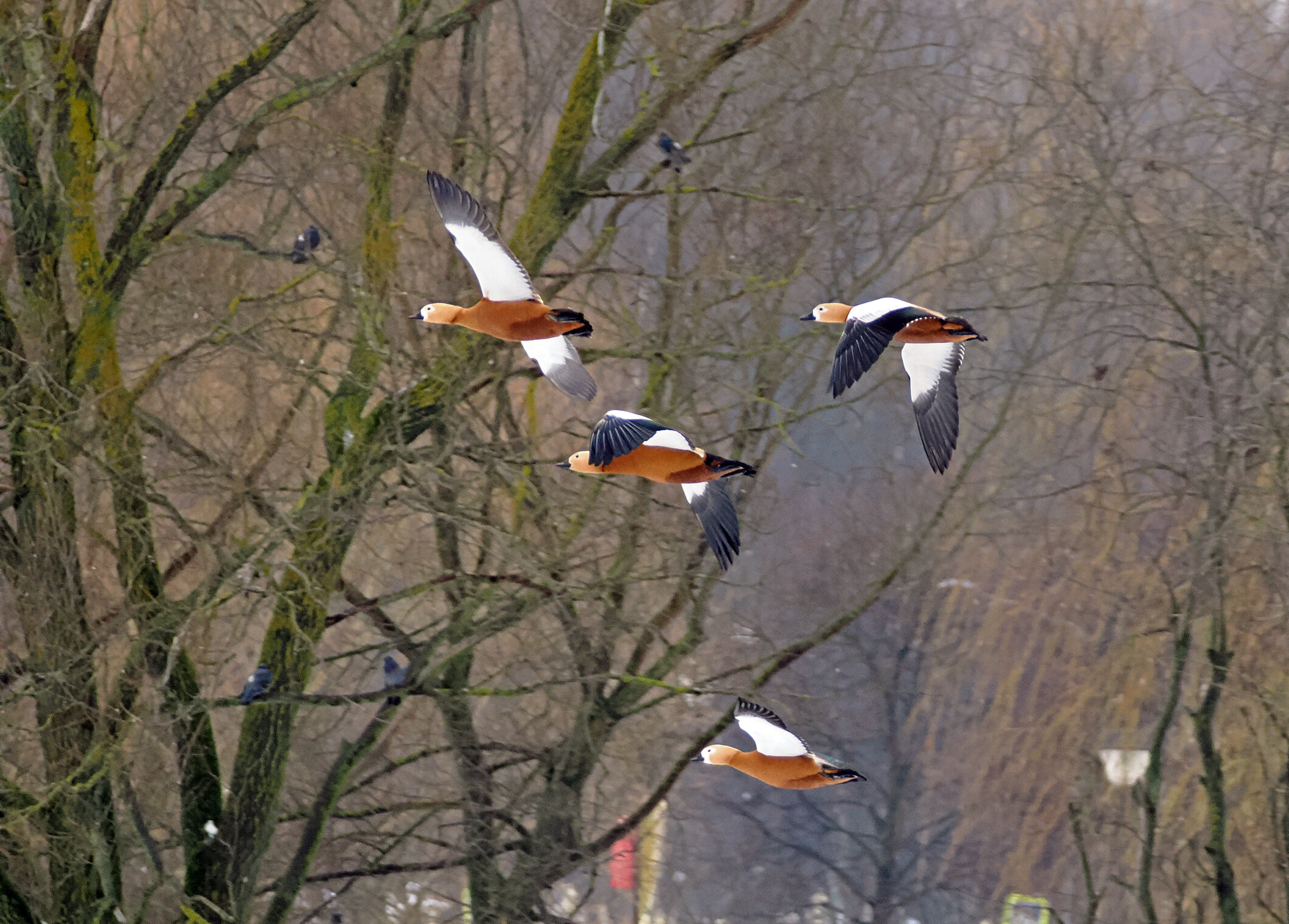 Утки-огари.