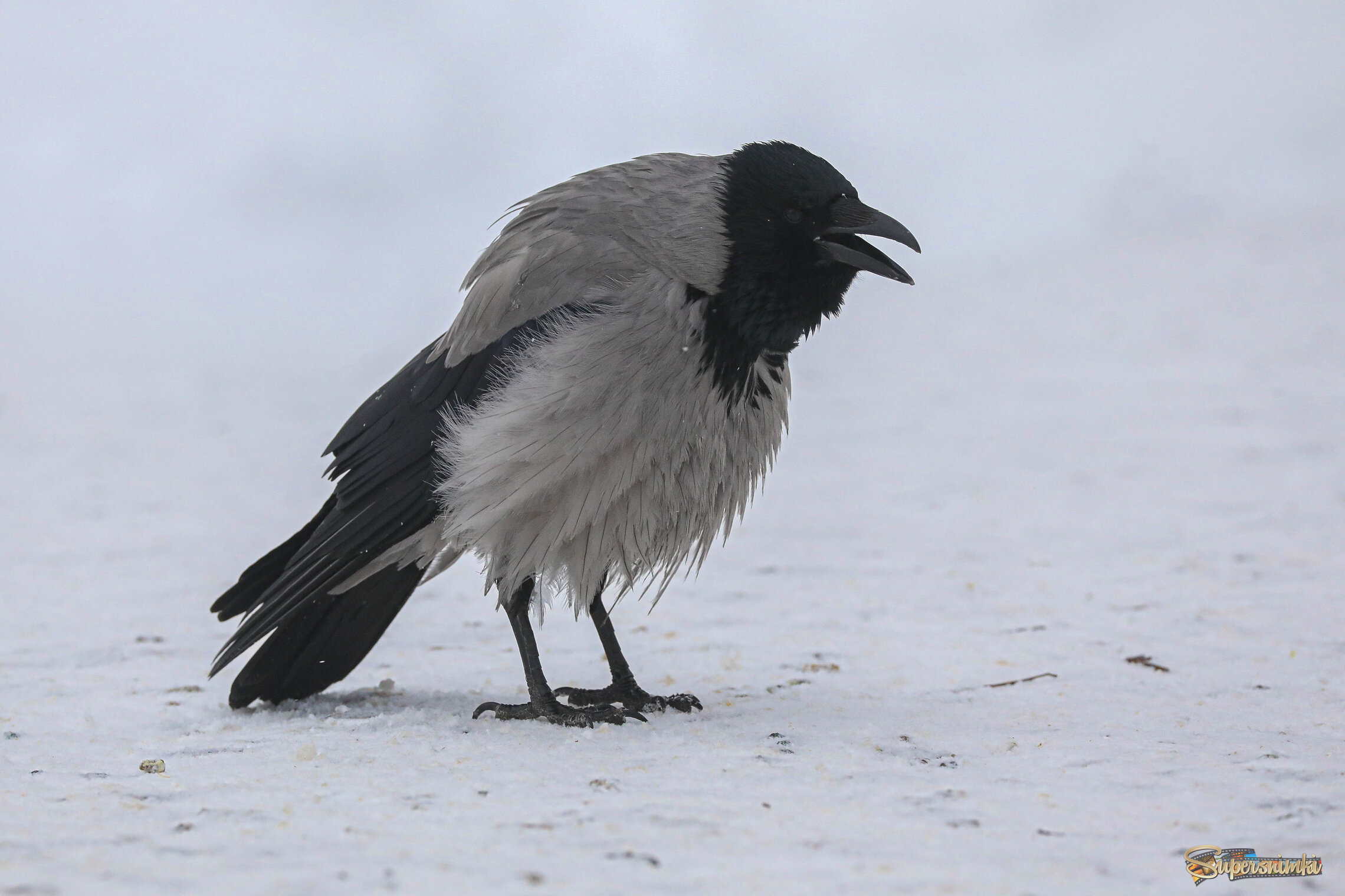 Ворона каркнула во всё воронье горло