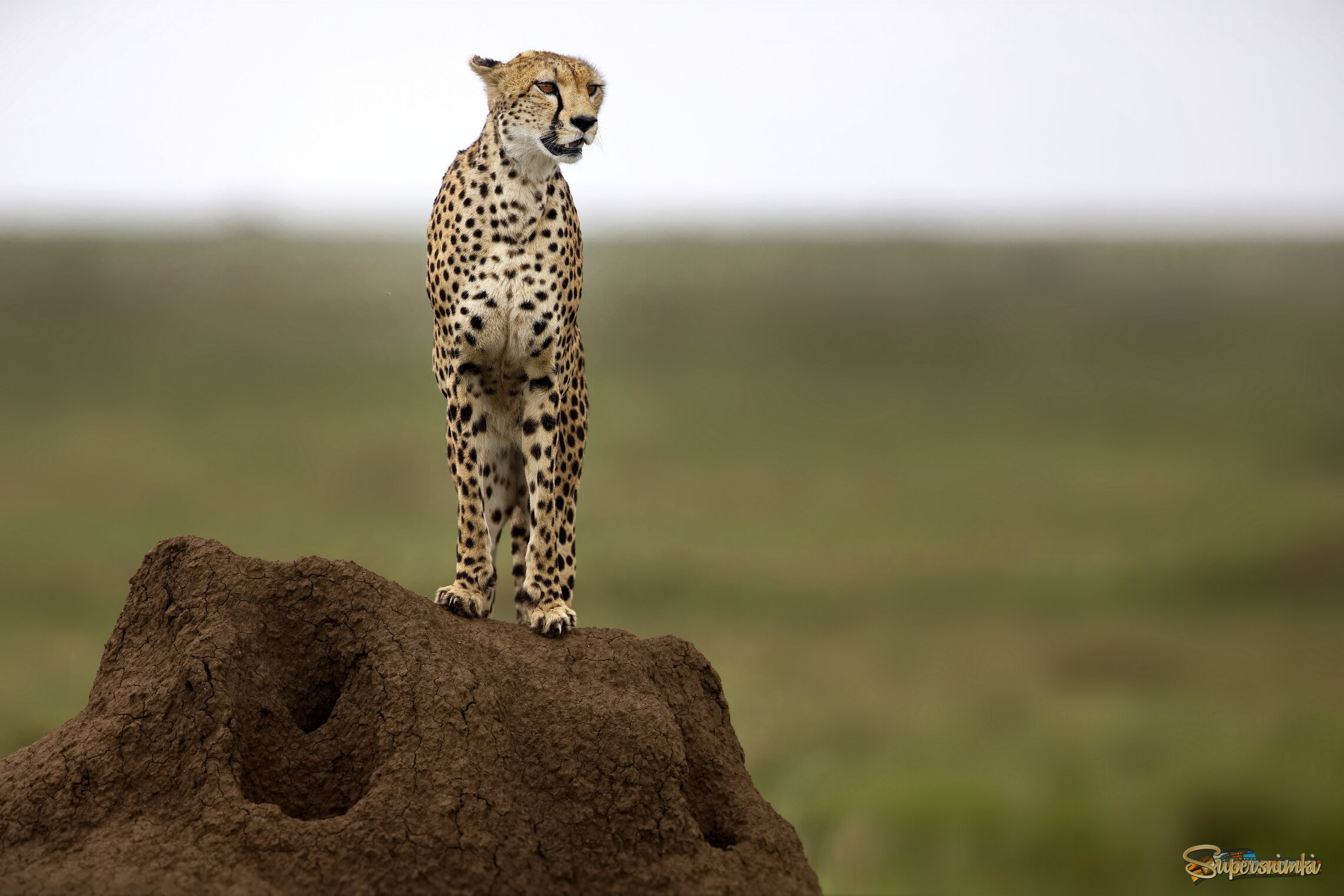 Наблюдатель