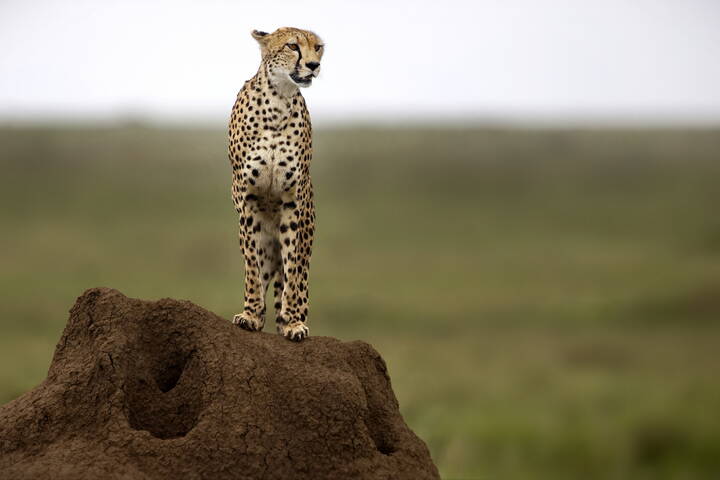 Наблюдатель