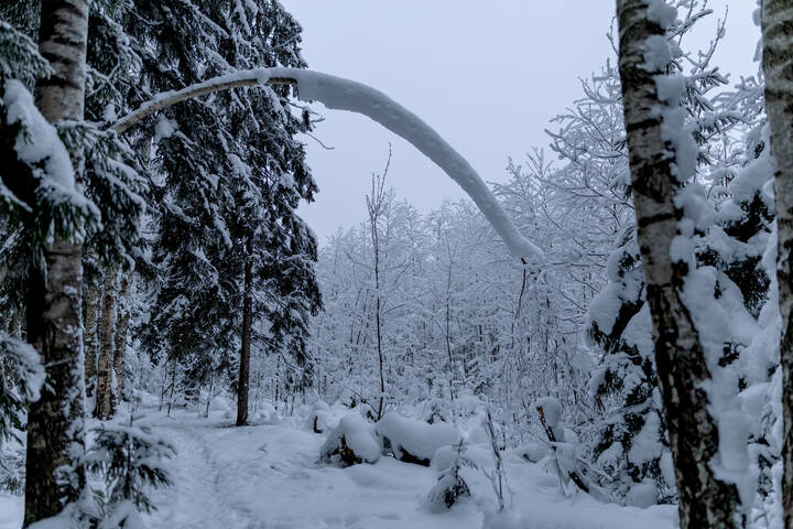 Сертолово