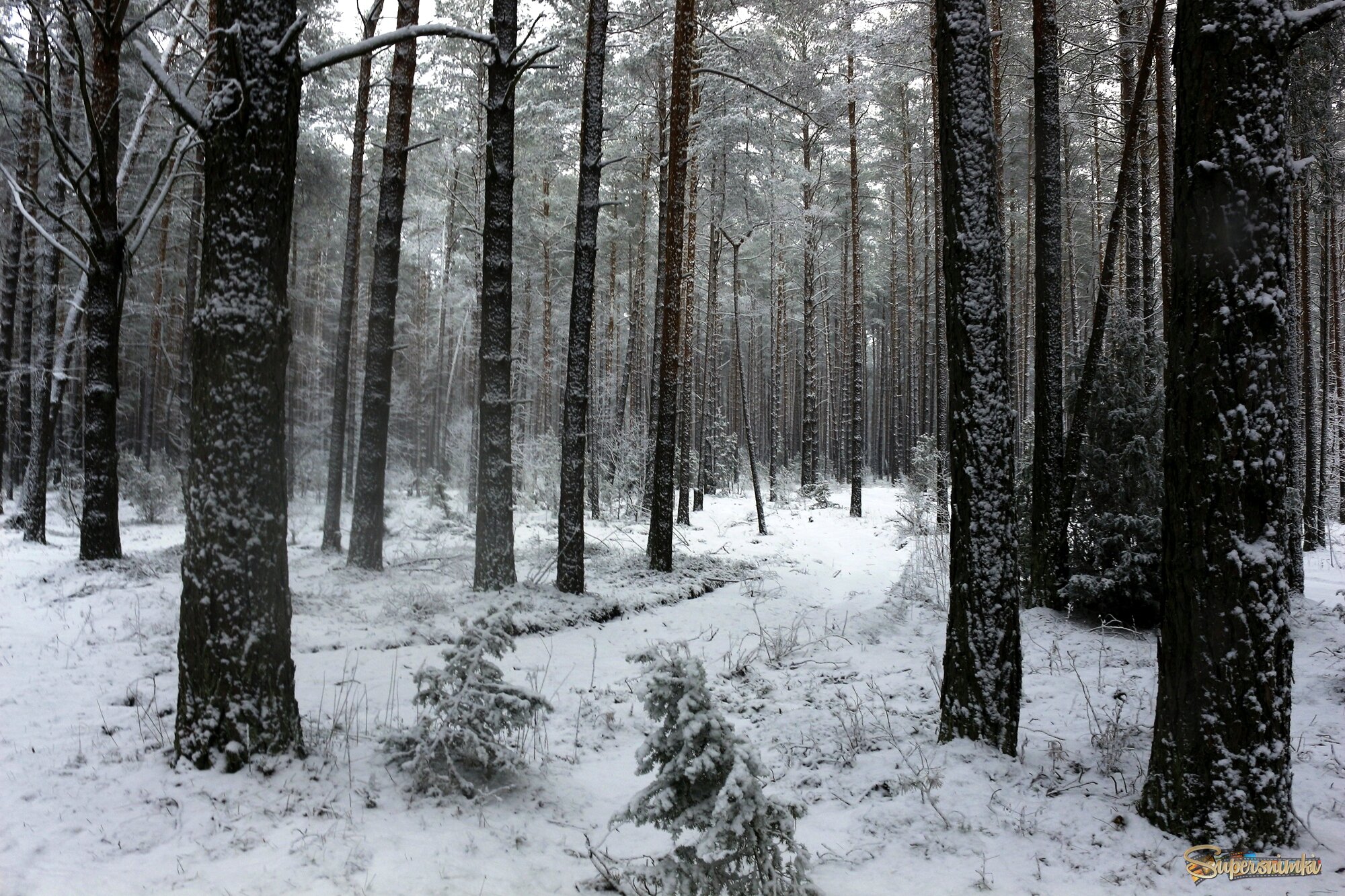  Тихо в лесу