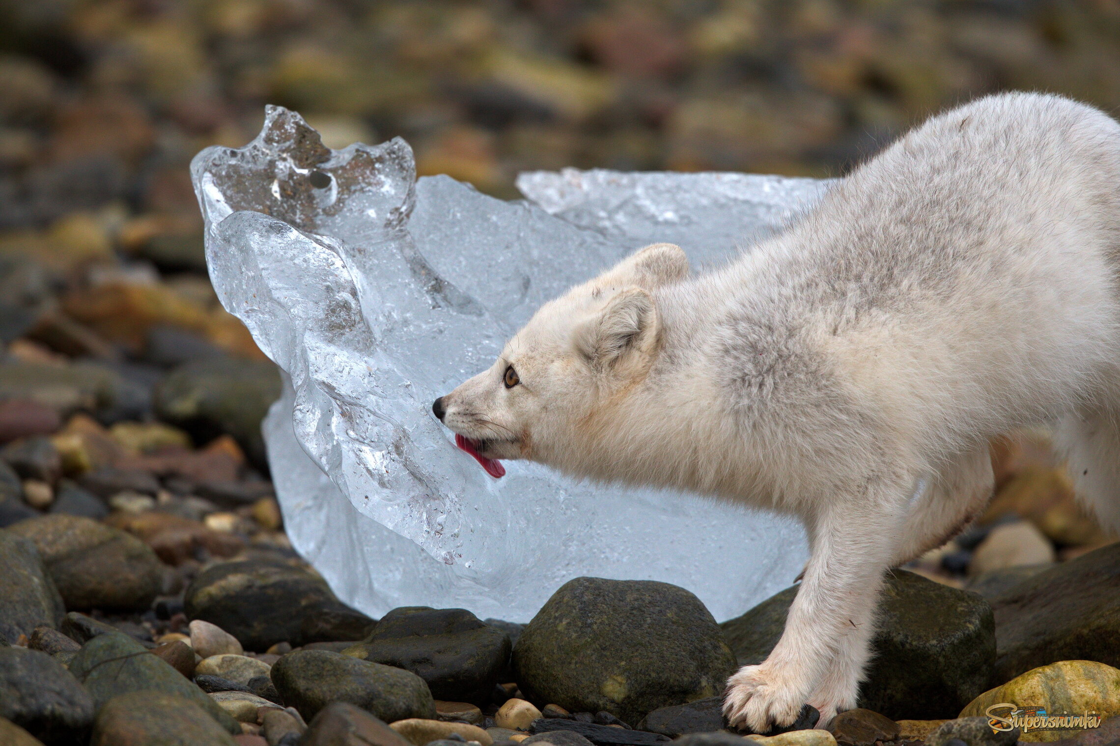 Твердая вода