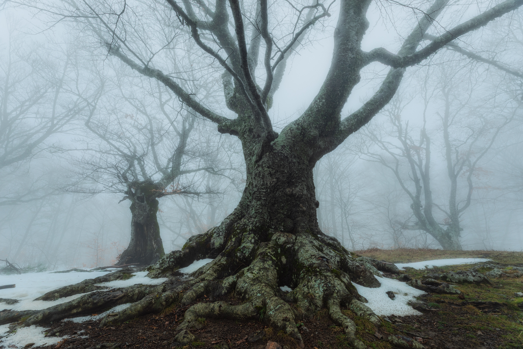  В тёмно-синем лесу