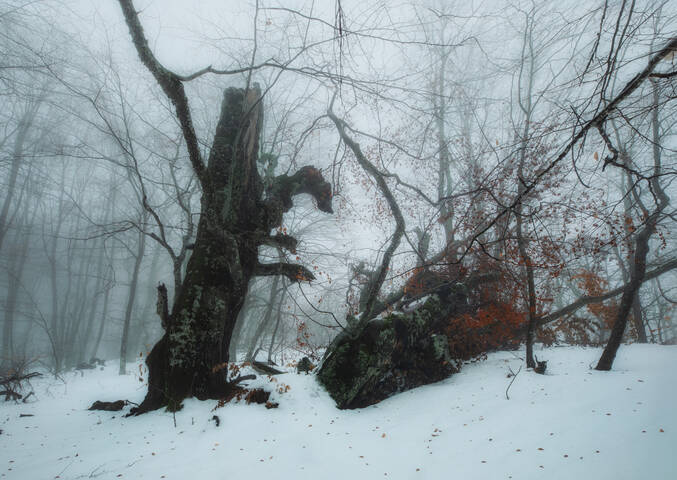  В тёмно-синем лесу