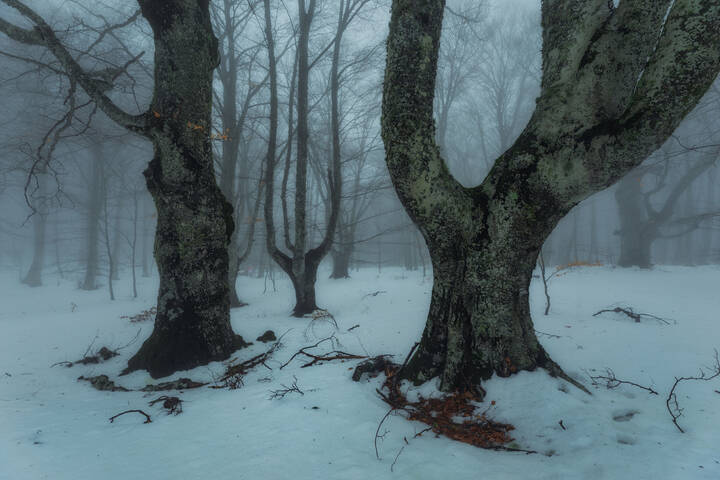  В тёмно-синем лесу