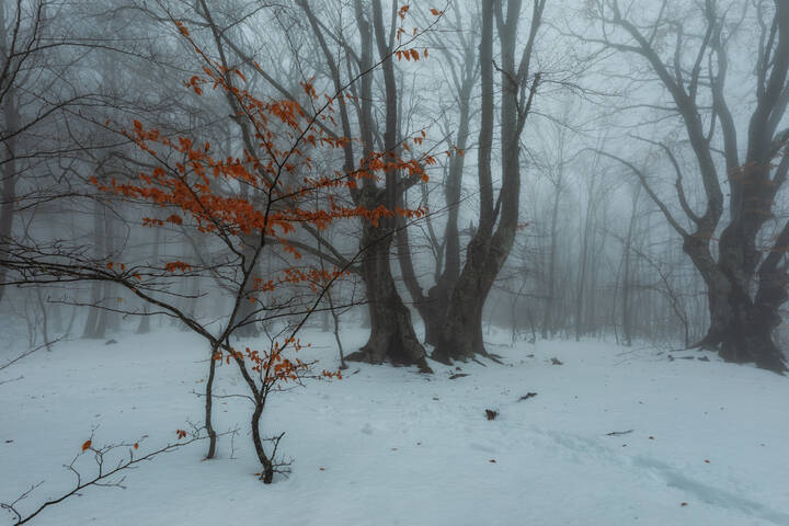  В тёмно-синем лесу