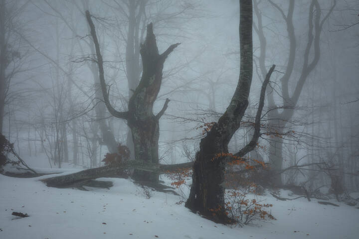  В тёмно-синем лесу