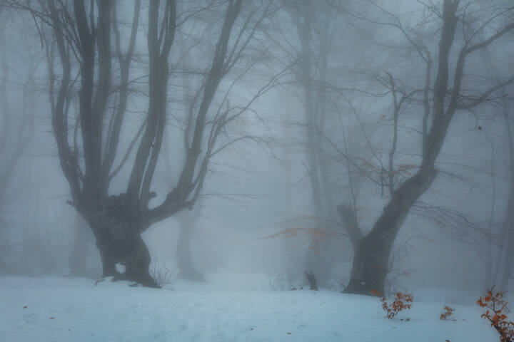  В тёмно-синем лесу