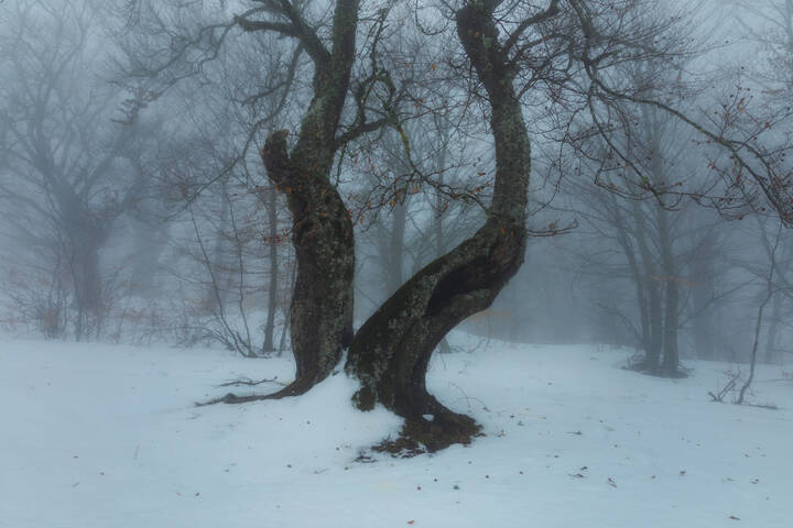  В тёмно-синем лесу