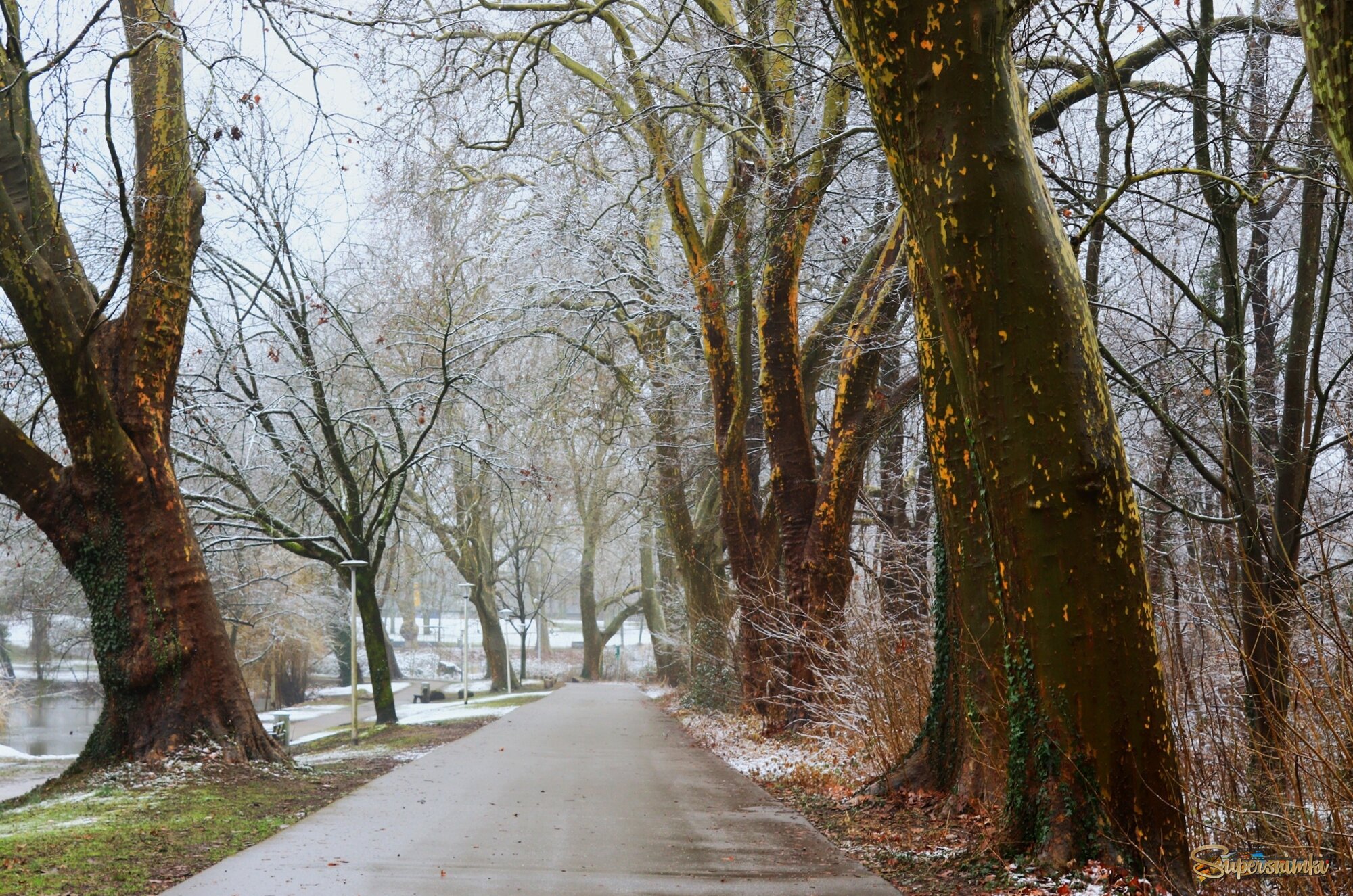 Февральская аллея