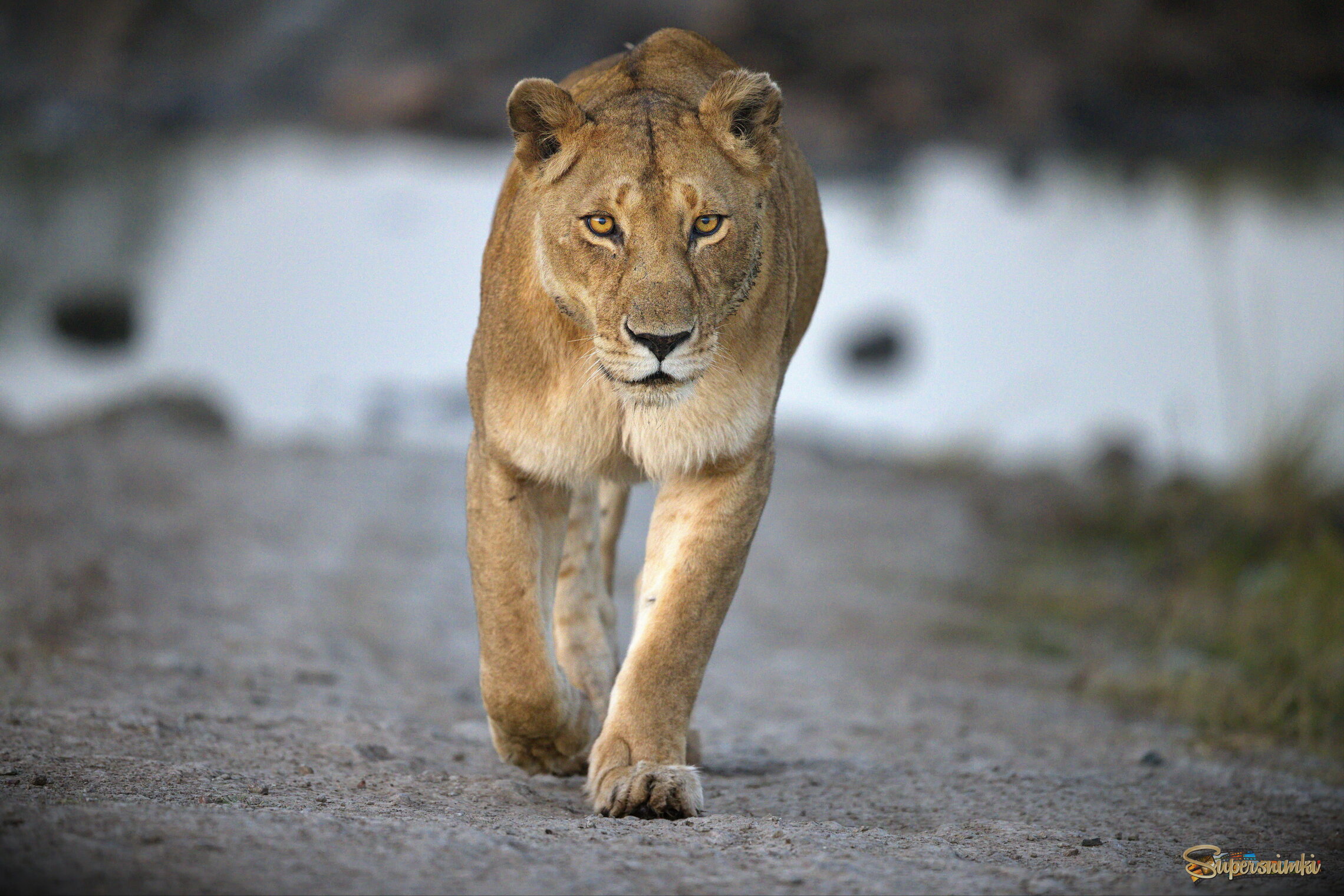 Деловая поступь