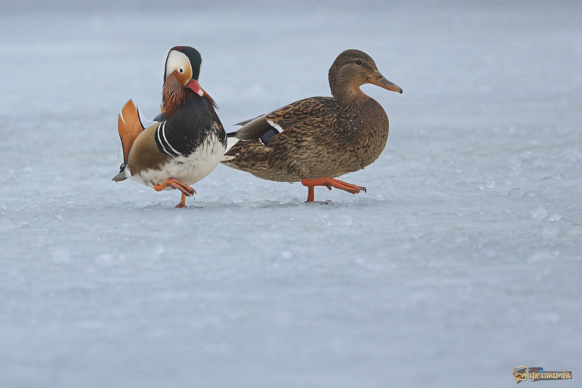 Любовь зла...