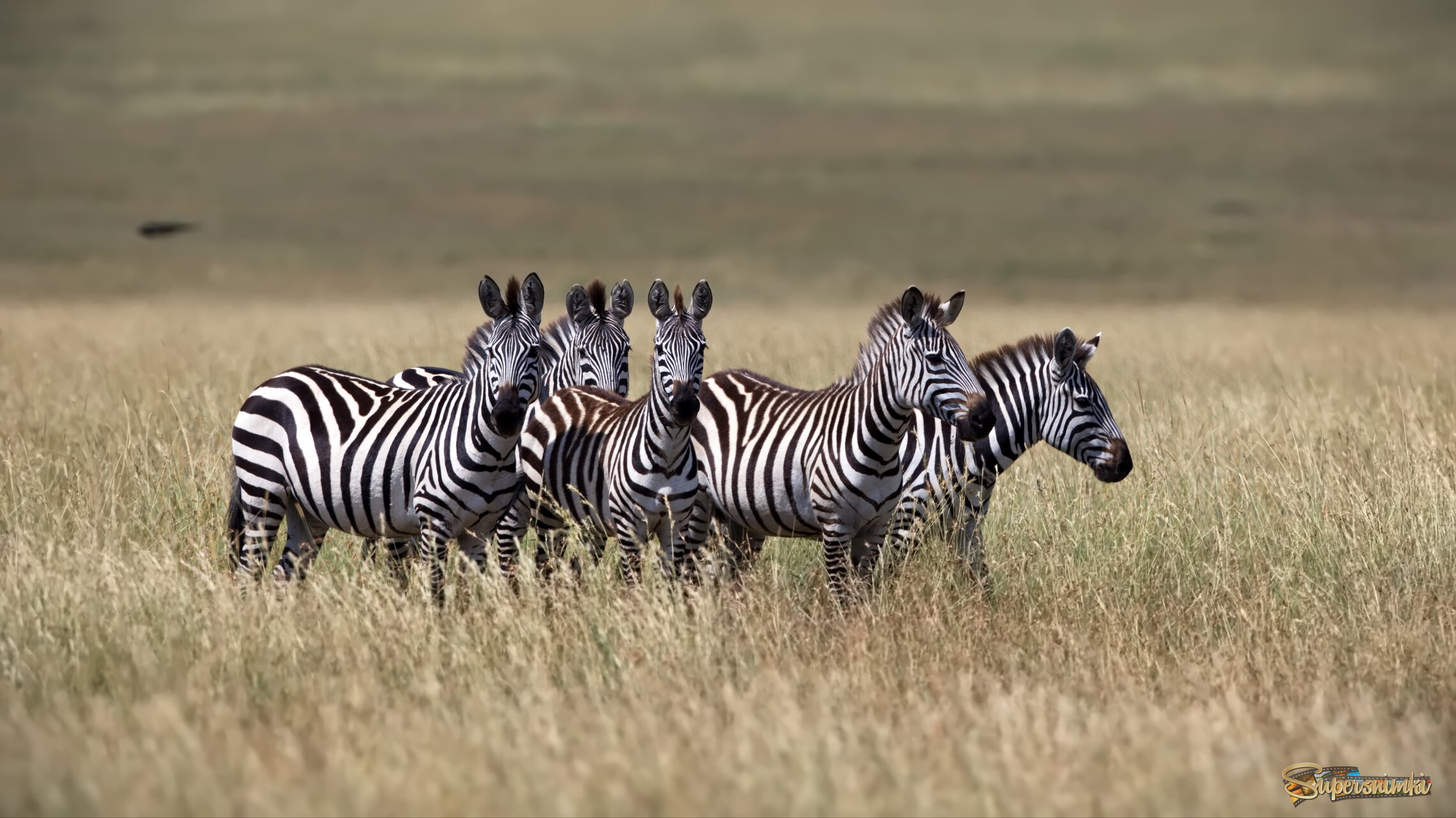 Полосатики