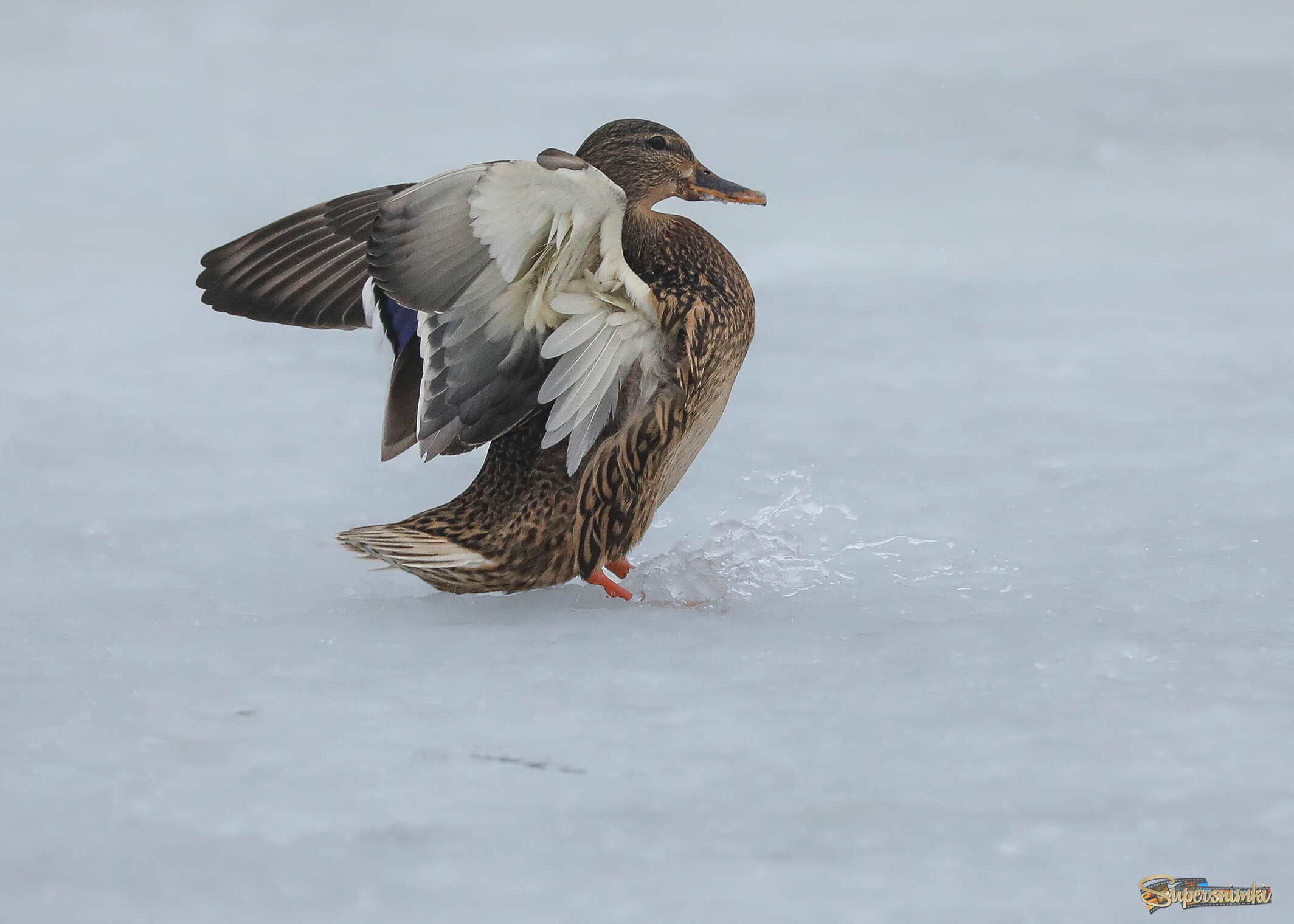 Учитесь тормозить вовремя, господа!