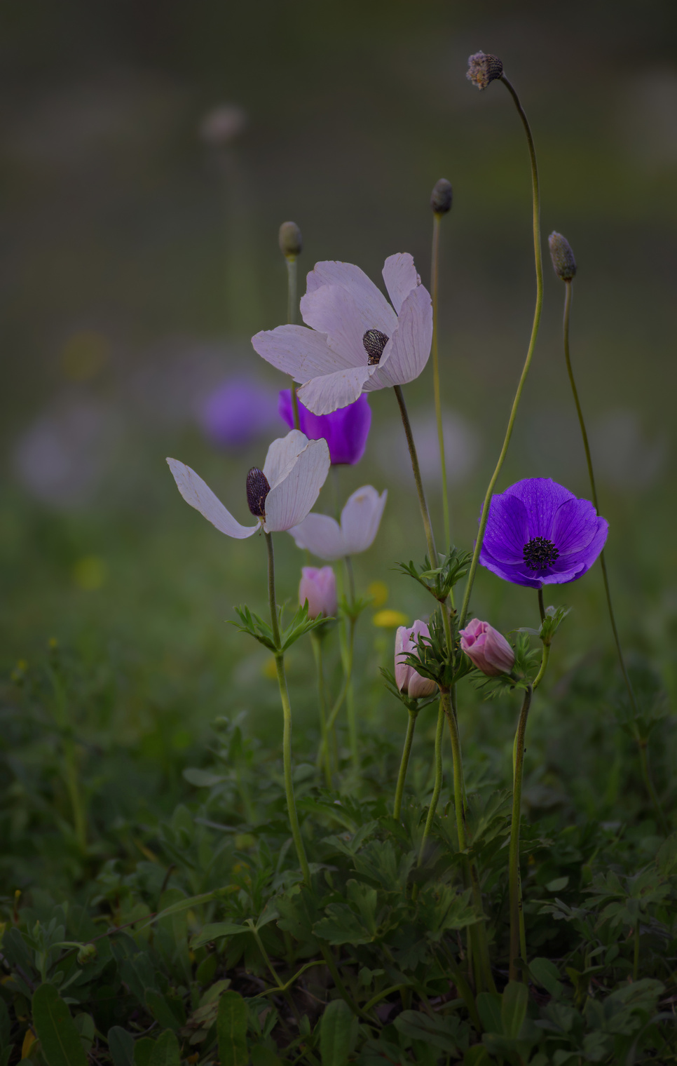 Анемоны цветут