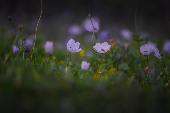 Анемоны цветут