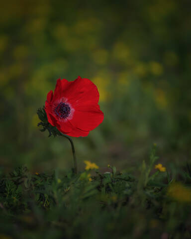 Анемоны цветут