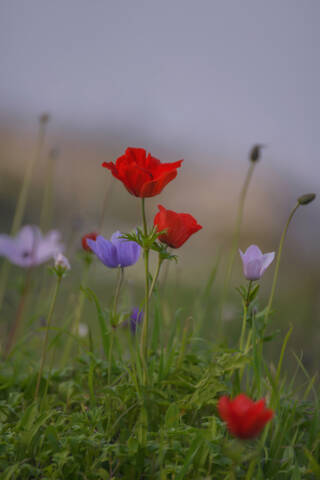 Анемоны цветут