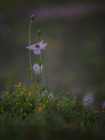 Анемоны цветут