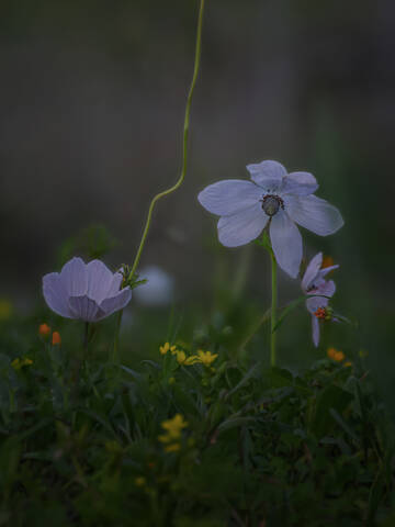 Анемоны цветут