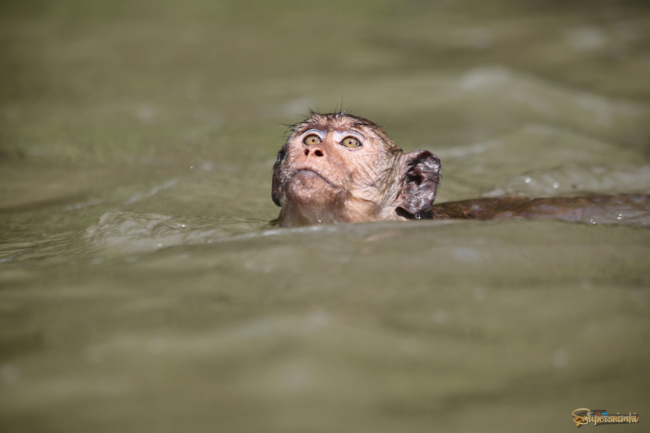Время плыть....