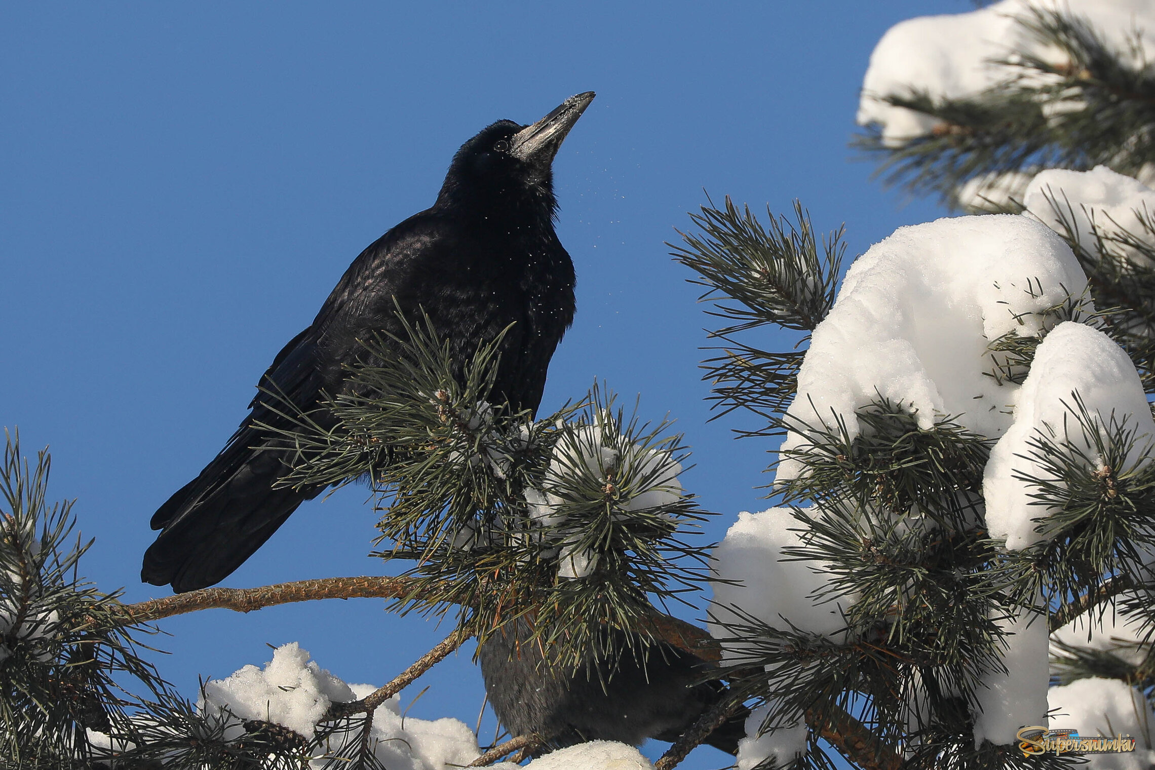 Грачи не улетели... 