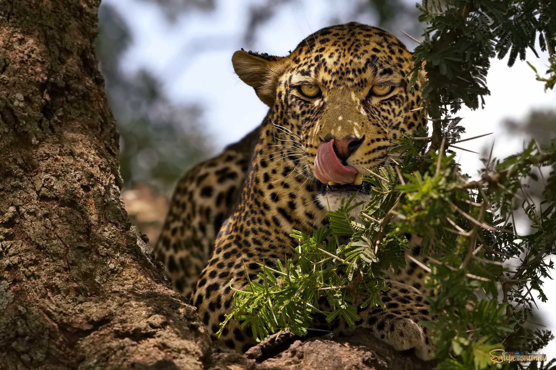 Смотри на меня, но не облизывайся)!