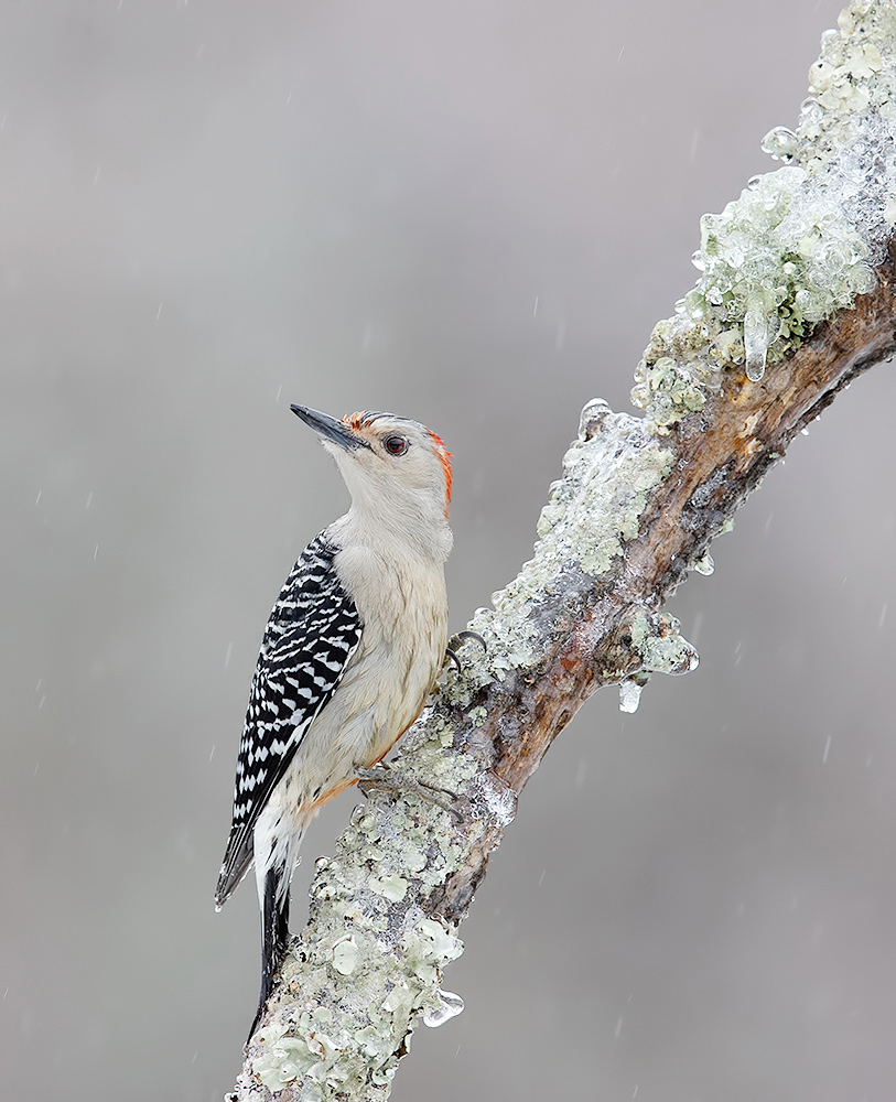 Каролинский меланерпес, cамка -Red-bellied Woodpecker, female 
