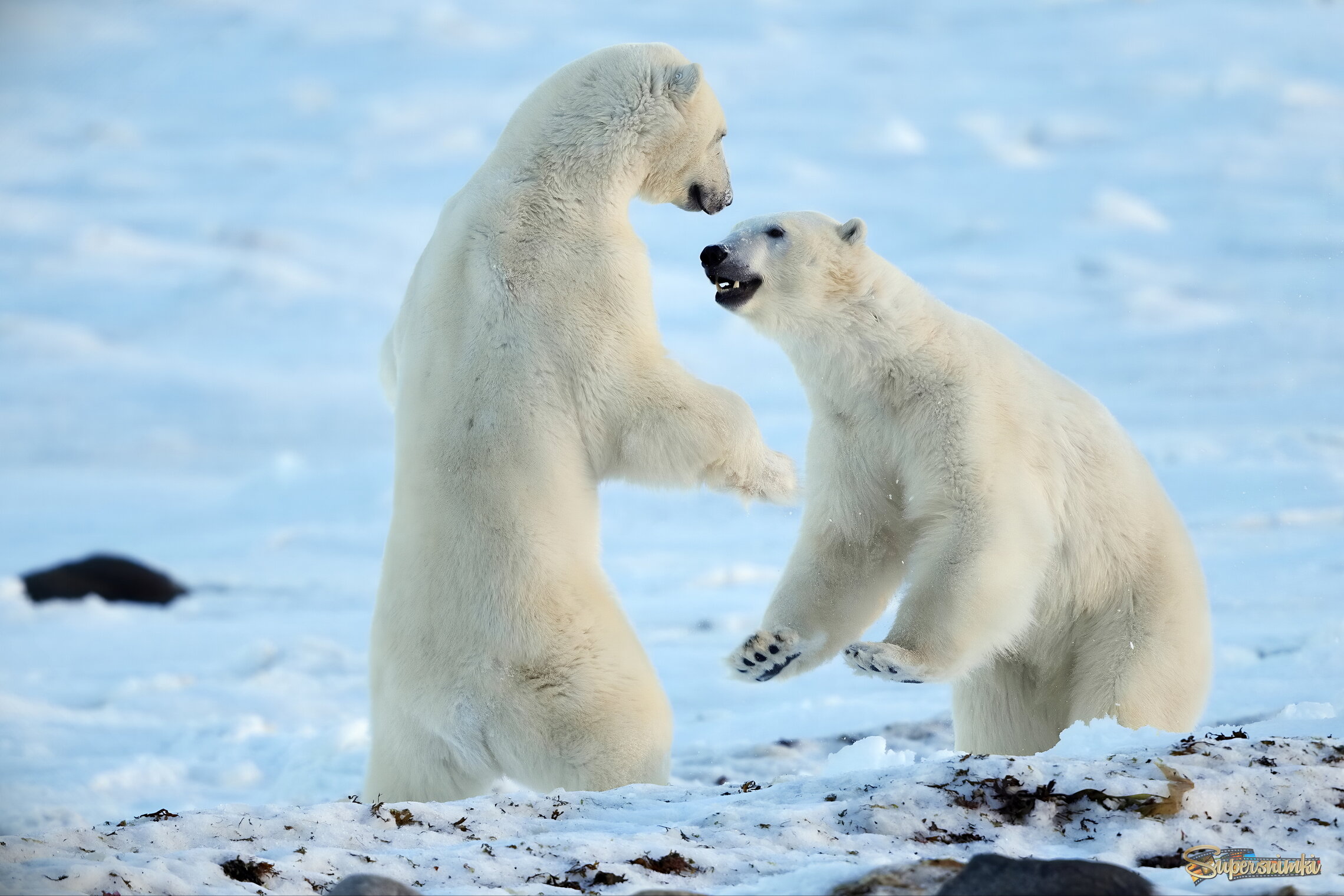 Сейчас найчу тебя ходить на задних лапах!