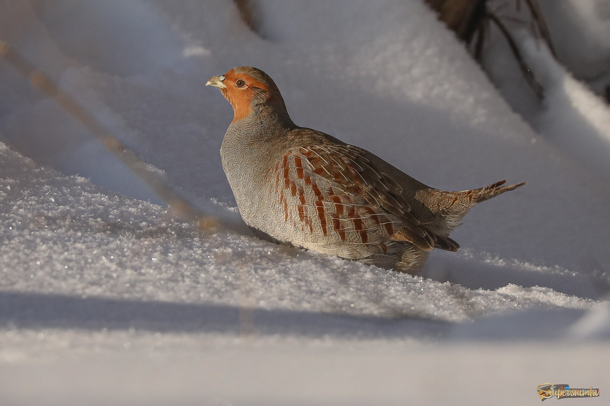 Сейчас побегу в гору!