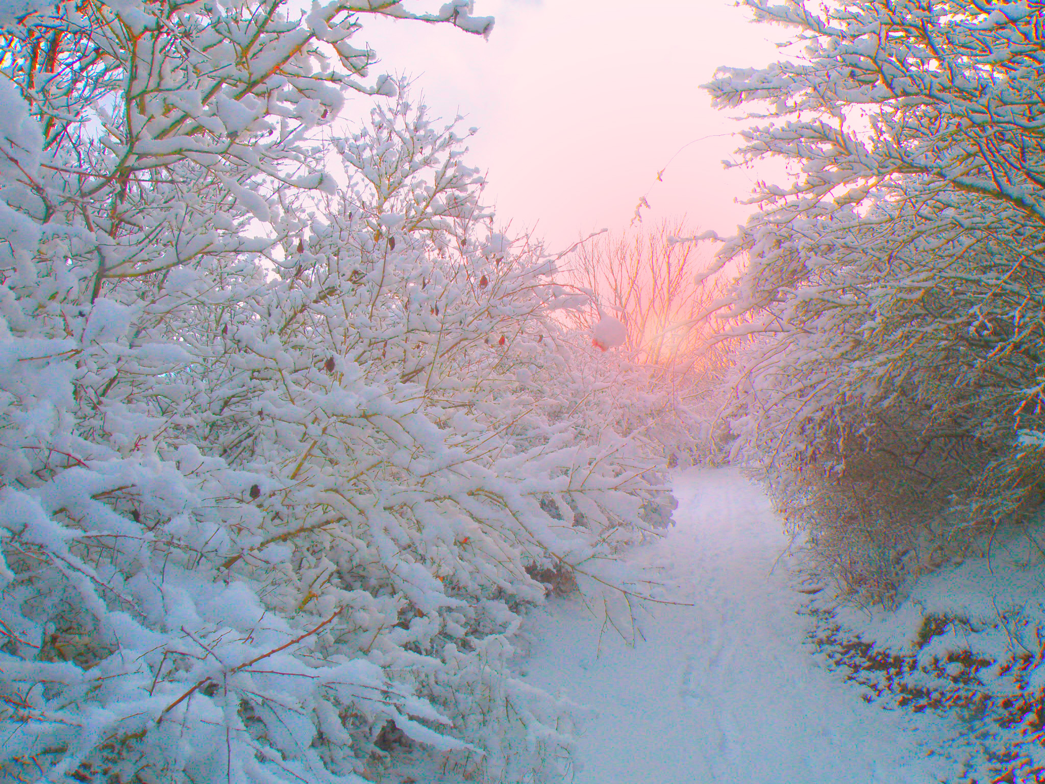 Утренний лес.