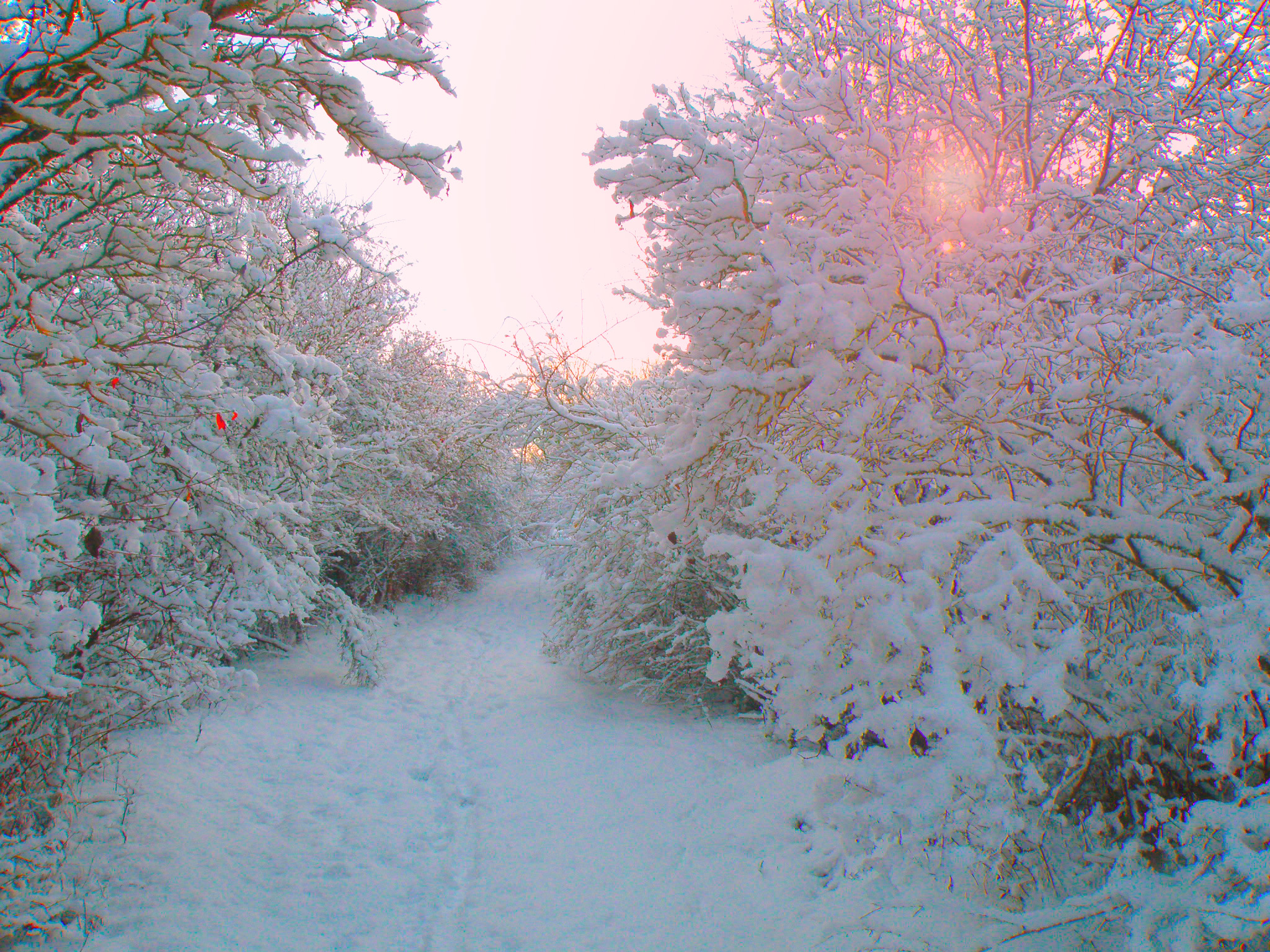 Утренний лес.