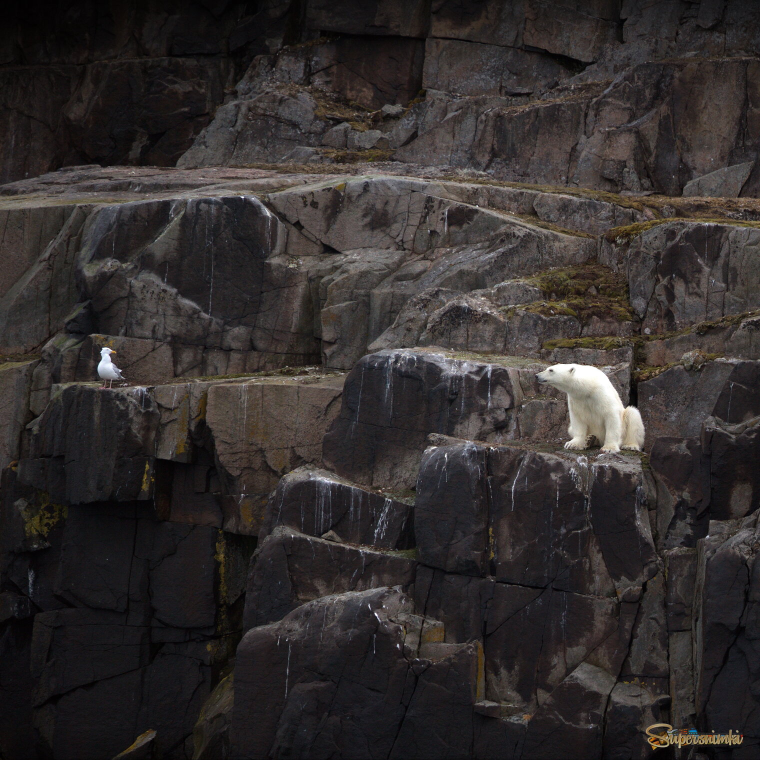 Переглядки