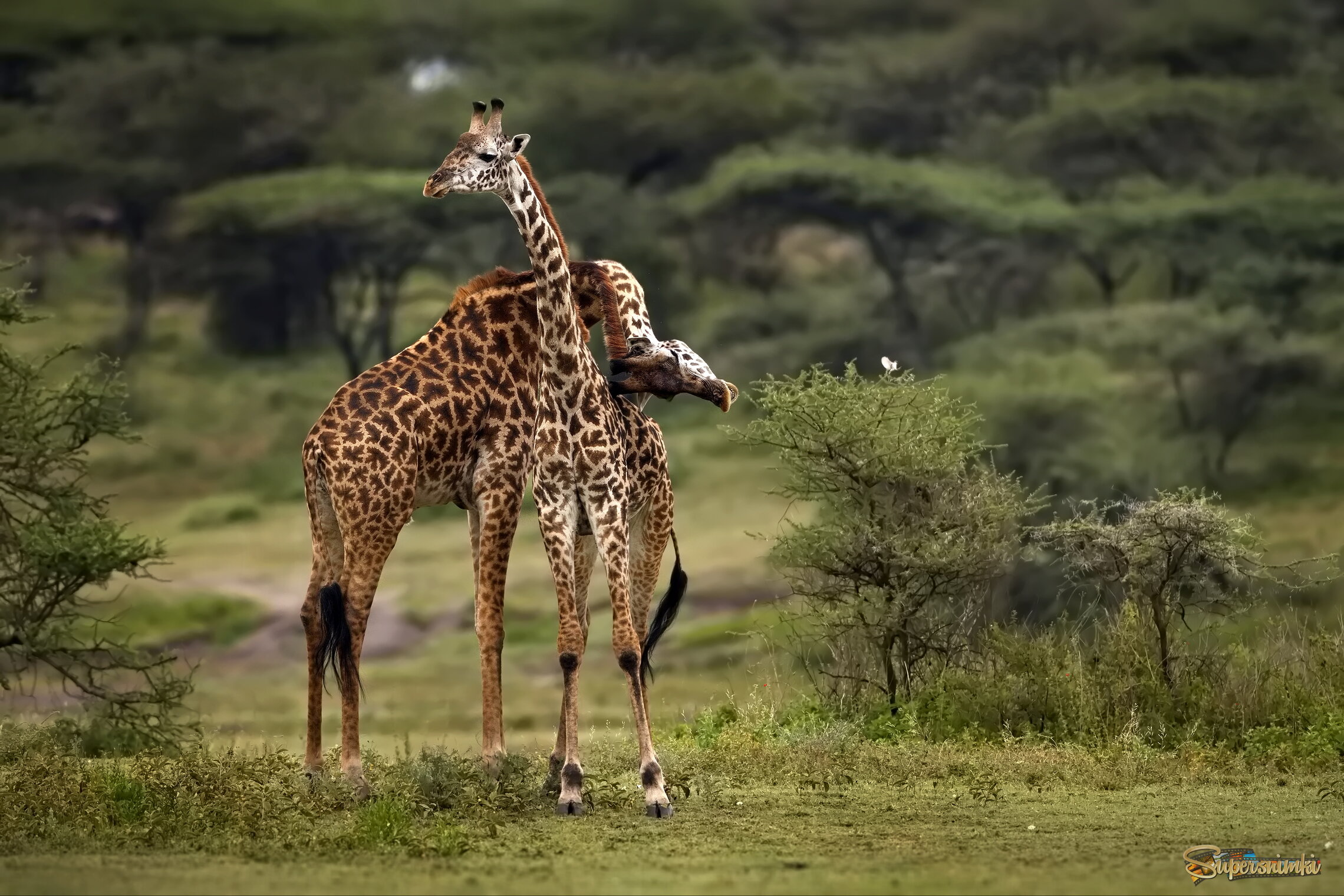 Чувственность