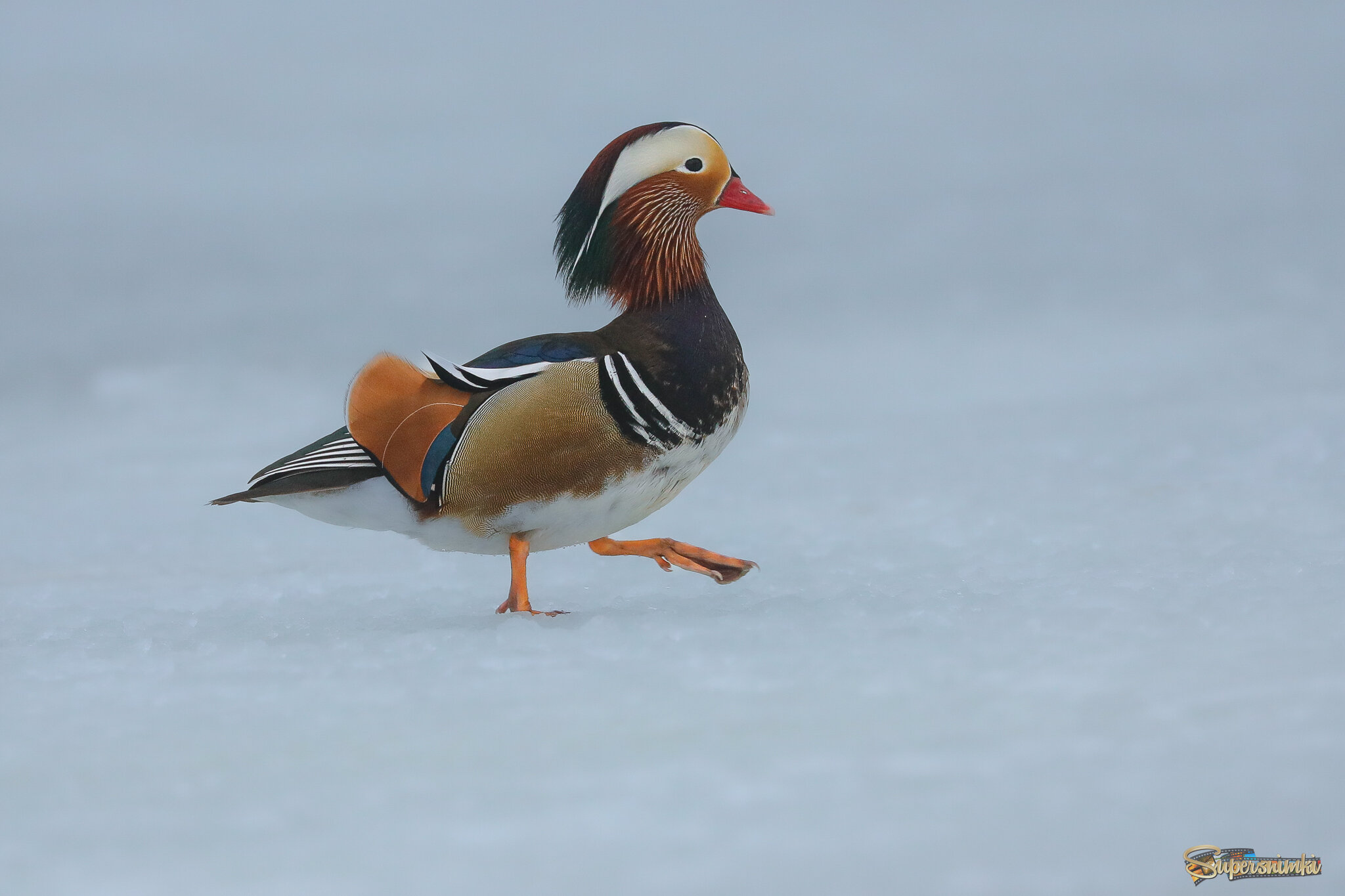 Целеустремленный