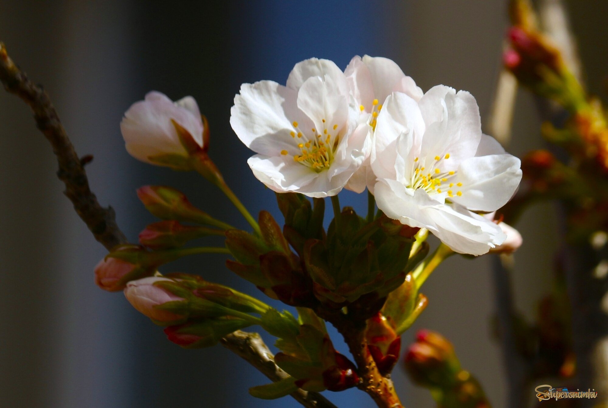 Доброе утро