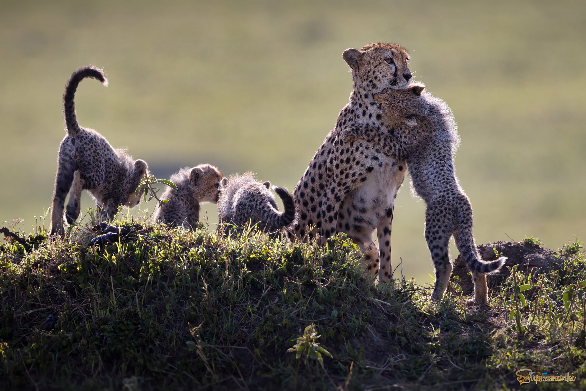 Материнство
