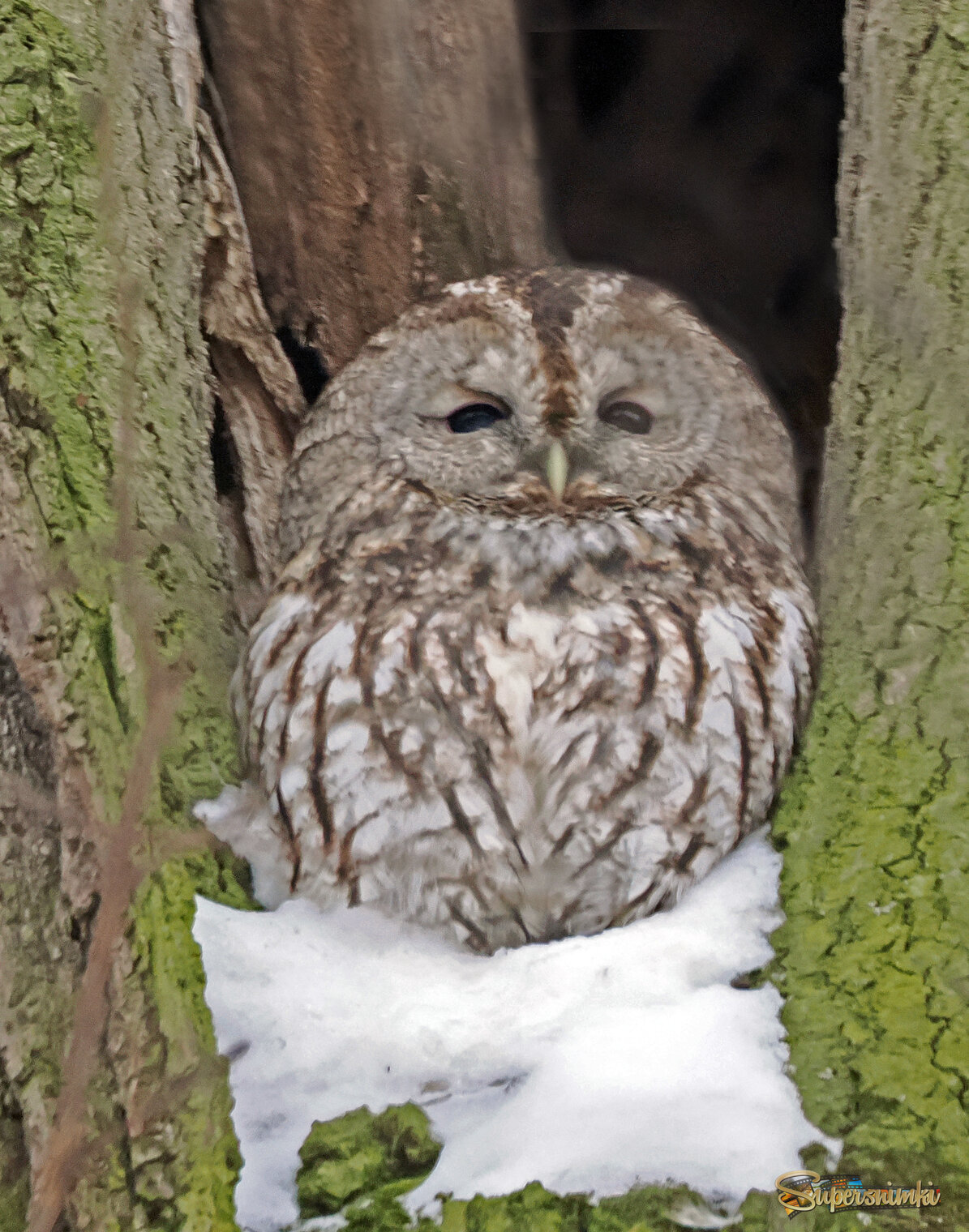 Сова, серая неясыть.